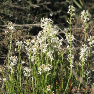 Stackhousia monogyna at Nicholls, ACT - 13 Oct 2007