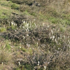 Stackhousia monogyna (Creamy Candles) at Nicholls, ACT - 13 Oct 2007 by gavinlongmuir