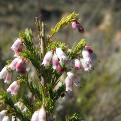 Erica lusitanica (Spanish Heath ) at Nicholls, ACT - 20 Sep 2008 by gavinlongmuir