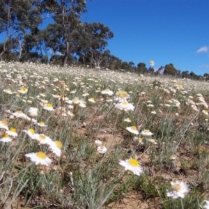 Leucochrysum albicans subsp. tricolor at Nicholls, ACT - 7 Nov 2004