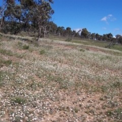 Leucochrysum albicans subsp. tricolor at Nicholls, ACT - 7 Nov 2004