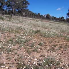 Leucochrysum albicans subsp. tricolor at Nicholls, ACT - 7 Nov 2004