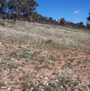 Leucochrysum albicans subsp. tricolor at Nicholls, ACT - 7 Nov 2004