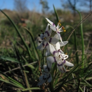 Wurmbea dioica subsp. dioica at Nicholls, ACT - 21 Sep 2008