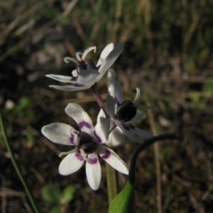 Wurmbea dioica subsp. dioica at Nicholls, ACT - 21 Sep 2008