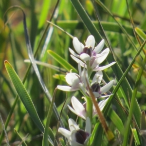 Wurmbea dioica subsp. dioica at Nicholls, ACT - 21 Sep 2014 04:34 PM