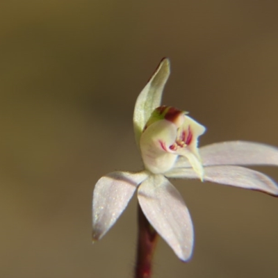 Caladenia fuscata (Dusky Fingers) at Nicholls, ACT - 21 Sep 2014 by gavinlongmuir