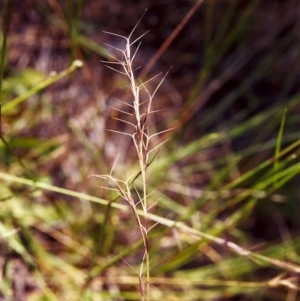 Aristida ramosa at Conder, ACT - 17 Dec 1999