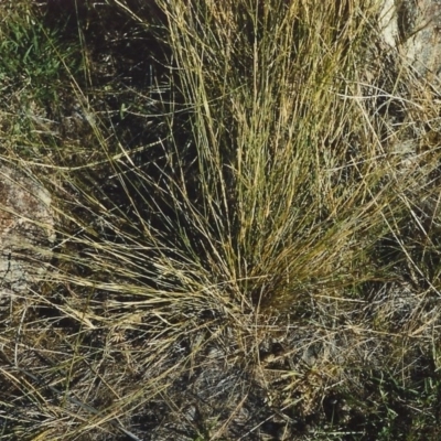 Aristida ramosa (Purple Wire Grass) at Barneys Hill/Mt Stranger - 29 Jan 2007 by MichaelBedingfield