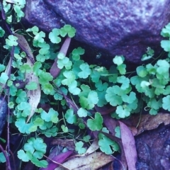 Hydrocotyle sibthorpioides (A Pennywort) at Conder, ACT - 29 Jan 2001 by MichaelBedingfield