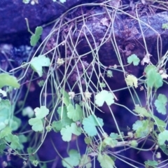 Hydrocotyle sibthorpioides at Conder, ACT - 29 Jan 2001