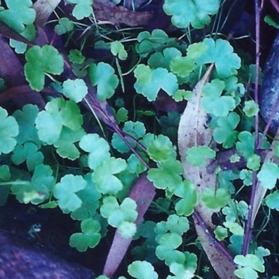 Hydrocotyle sibthorpioides (A Pennywort) at Conder, ACT - 29 Jan 2001 by MichaelBedingfield