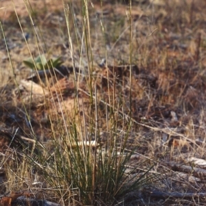 Austrostipa bigeniculata at Greenway, ACT - 8 Jan 2007