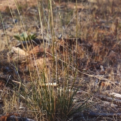 Austrostipa bigeniculata (Kneed Speargrass) at Greenway, ACT - 7 Jan 2007 by michaelb