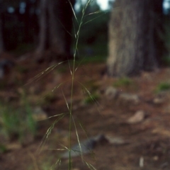 Austrostipa bigeniculata (Kneed Speargrass) at Greenway, ACT - 19 Mar 2007 by michaelb