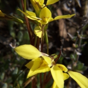 Diuris chryseopsis at Nicholls, ACT - suppressed