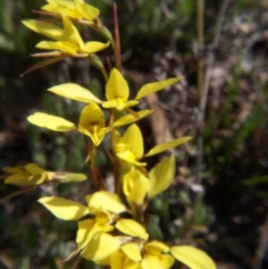 Diuris chryseopsis at Nicholls, ACT - suppressed