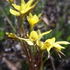 Diuris chryseopsis at Nicholls, ACT - suppressed