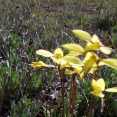 Diuris chryseopsis at Nicholls, ACT - suppressed