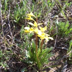 Diuris chryseopsis at Nicholls, ACT - suppressed