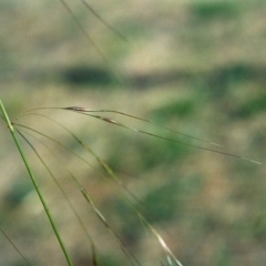 Austrostipa bigeniculata (Kneed Speargrass) at Point Hut Hill - 5 May 2007 by michaelb