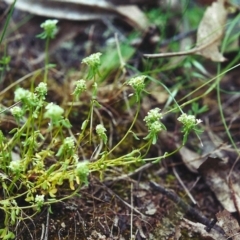 Poranthera microphylla (Small Poranthera) at Conder, ACT - 23 Nov 2000 by MichaelBedingfield