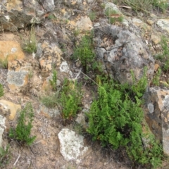 Cheilanthes sieberi (Rock Fern) at Nicholls, ACT - 27 Jan 2008 by gavinlongmuir