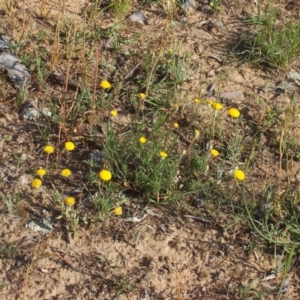 Leptorhynchos squamatus at Nicholls, ACT - 8 Nov 2003