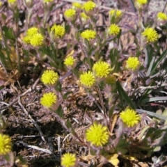 Triptilodiscus pygmaeus (Annual Daisy) at Nicholls, ACT - 30 Sep 2007 by gavinlongmuir