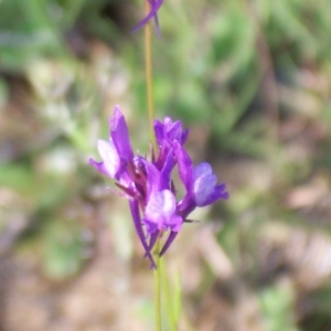 Linaria pelisseriana at Nicholls, ACT - 8 Nov 2003