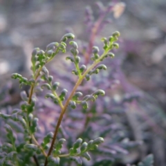 Cheilanthes sieberi (Rock Fern) at Nicholls, ACT - 24 Nov 2007 by gavinlongmuir