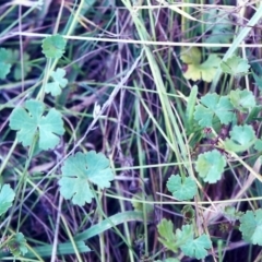 Hydrocotyle tripartita at Theodore, ACT - 18 Feb 2001