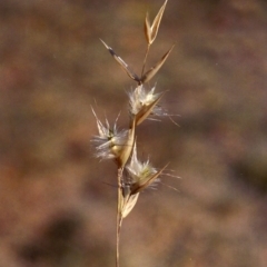 Rytidosperma sp. (Wallaby Grass) at Greenway, ACT - 17 Apr 2007 by michaelb