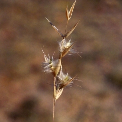 Rytidosperma sp. (Wallaby Grass) at Greenway, ACT - 17 Apr 2007 by michaelb