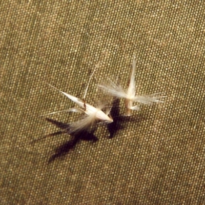 Rytidosperma sp. (Wallaby Grass) at Theodore, ACT - 17 Feb 2007 by michaelb