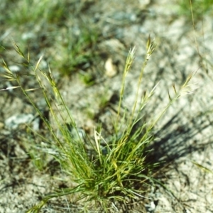 Rytidosperma sp. at Conder, ACT - 10 Nov 1999