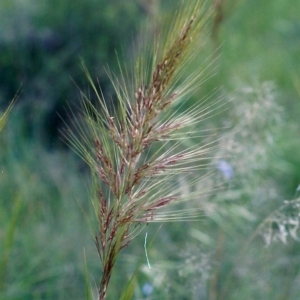 Austrostipa densiflora at Tennent, ACT - 1 Nov 2005