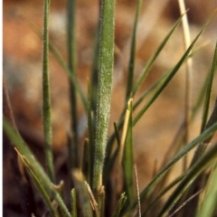 Austrostipa densiflora (Foxtail Speargrass) at Greenway, ACT - 5 Feb 2007 by michaelb