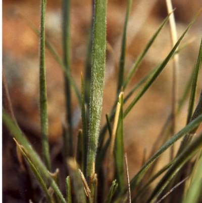 Austrostipa densiflora (Foxtail Speargrass) at Greenway, ACT - 5 Feb 2007 by michaelb