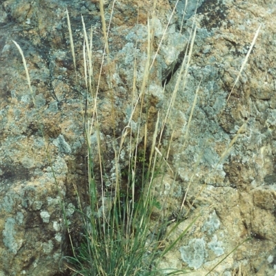 Austrostipa densiflora (Foxtail Speargrass) at Greenway, ACT - 5 Jan 2007 by michaelb