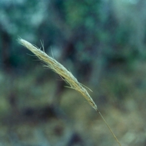 Austrostipa densiflora at Theodore, ACT - 12 May 2001