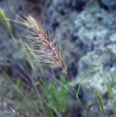 Austrostipa densiflora (Foxtail Speargrass) at Conder, ACT - 22 Nov 2000 by michaelb