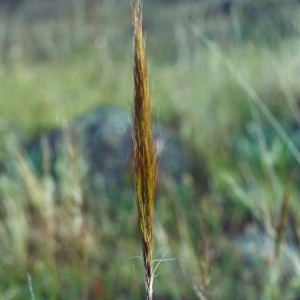 Austrostipa densiflora at Banks, ACT - 22 Nov 2001 12:00 AM