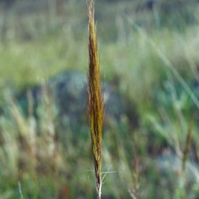 Austrostipa densiflora (Foxtail Speargrass) at Banks, ACT - 21 Nov 2001 by michaelb