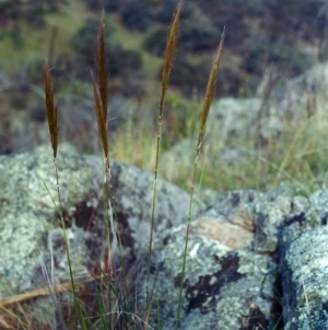 Austrostipa densiflora at Banks, ACT - 22 Nov 2001