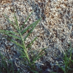 Cynodon dactylon (Couch Grass) at Greenway, ACT - 7 Feb 2007 by MichaelBedingfield