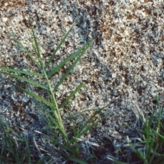 Cynodon dactylon (Couch Grass) at Greenway, ACT - 6 Feb 2007 by michaelb