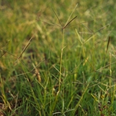 Cynodon dactylon (Couch Grass) at Greenway, ACT - 18 Mar 2007 by MichaelBedingfield