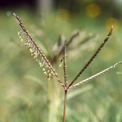 Cynodon dactylon (Couch Grass) at Paddys River, ACT - 11 Mar 2007 by MichaelBedingfield