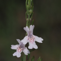Westringia eremicola (Slender Western Rosemary) at Paddys River, ACT - 23 Oct 2014 by KenT